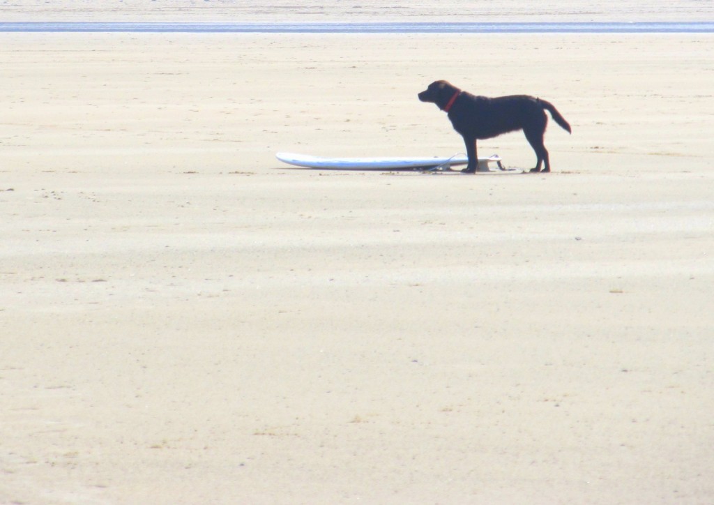 surf dog