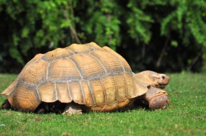 tortoise