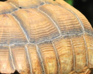 tortoise shell