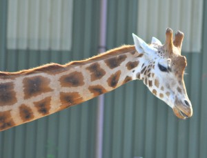 giraffe 1