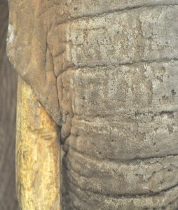 elephant tusk