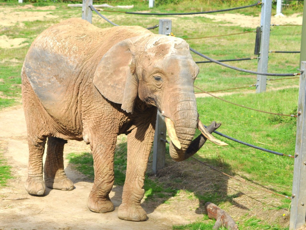 elephant shades