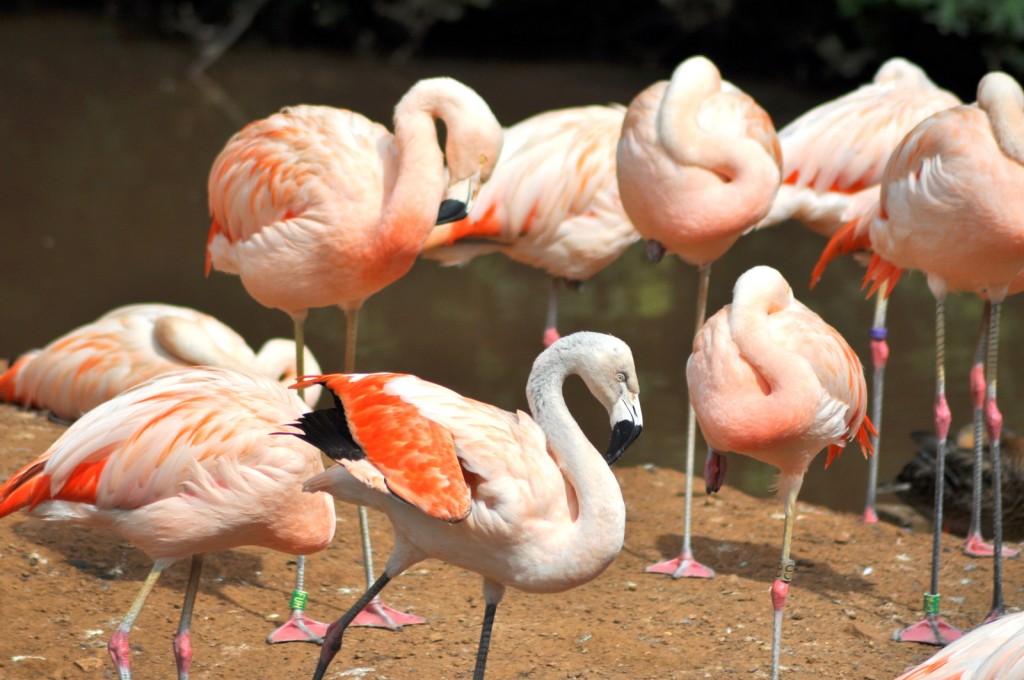 Flamingo pinks